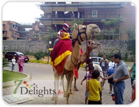 Camel-Riding Camel-riding