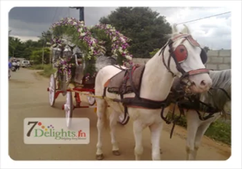 Horse-Riding Horse-riding